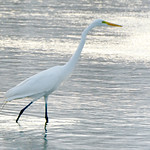 The Egrets are Back