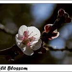 Backlit Blossom