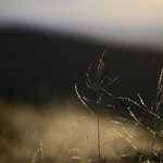 the love of the wolf