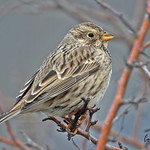CORN BUNTING // MILIARIA CALANDRA (17cm)