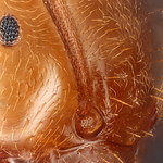 50x portrait panoramic