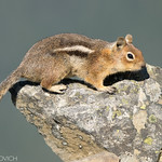 Cascade Golden-mantled Ground Squirrel