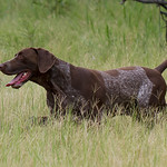 Doing what he does best