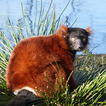Red ruffed lemur