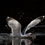 The Landing aka Blue Jeans (White Shirt)