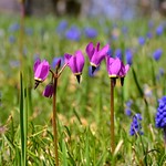Shooting Star (Dodecatheon pulchellum) . . .