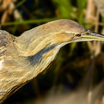 American Bittern Staking the Reeds at the Celery Fields, Florida