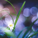 Nature&acute;s chaos