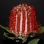 Scarlet Banksia inflorescence