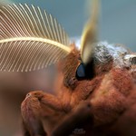 Profile of a Male Polyphemus Moth (Antheraea polyphemus)