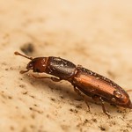 Graveyard beetle, Rhizophagus parallelocollis