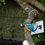 kawasimi , King fisher ...still on practice..