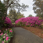 Airlie Gardens Azalea 2018 Festival Prep