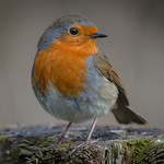 Robin Robin