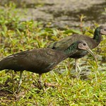 Green Ibis