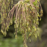 Acer negundo var. californicum, Box-Elder Male Flowers