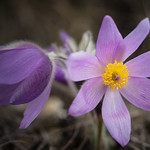 Pasque flower