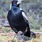 Australian Magpie 2018-05-14 (7D_182A6574)