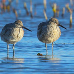 Willet