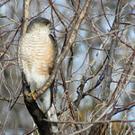 Sharp-shinned Hawk 3