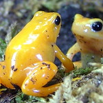 London Zoo - Frogs - September 18th 2006