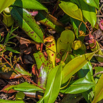 pitcher plant - Sinharaja Rain Forest, Sri Lanka 3