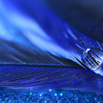 A droplet a day keeps the feathers at bay