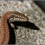 Common wall Lizard / L&eacute;zard des murailles