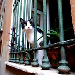 Alice guarda i gatti...