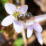 spring beauty Andrena (Andrena erigeniae) bee on spring beauty at Lake Meyer Park IA 854A2332