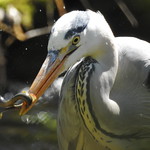 Grey Heron with Brook lamprey.