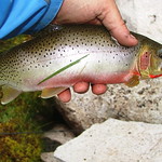 Native Idaho Cutthroat Trout