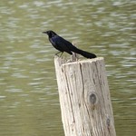 Great-Tailed Grackle