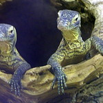 London Zoo - Baby Dragons - September 18th 2006