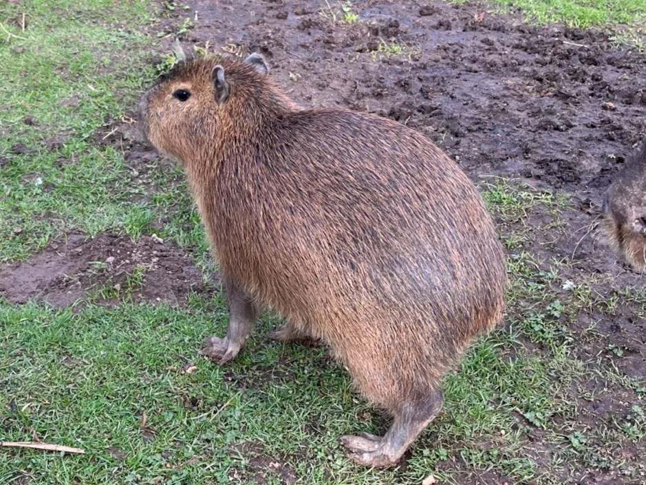 Cinnamon, the escaped capybara, captured after nearly a week of freedom