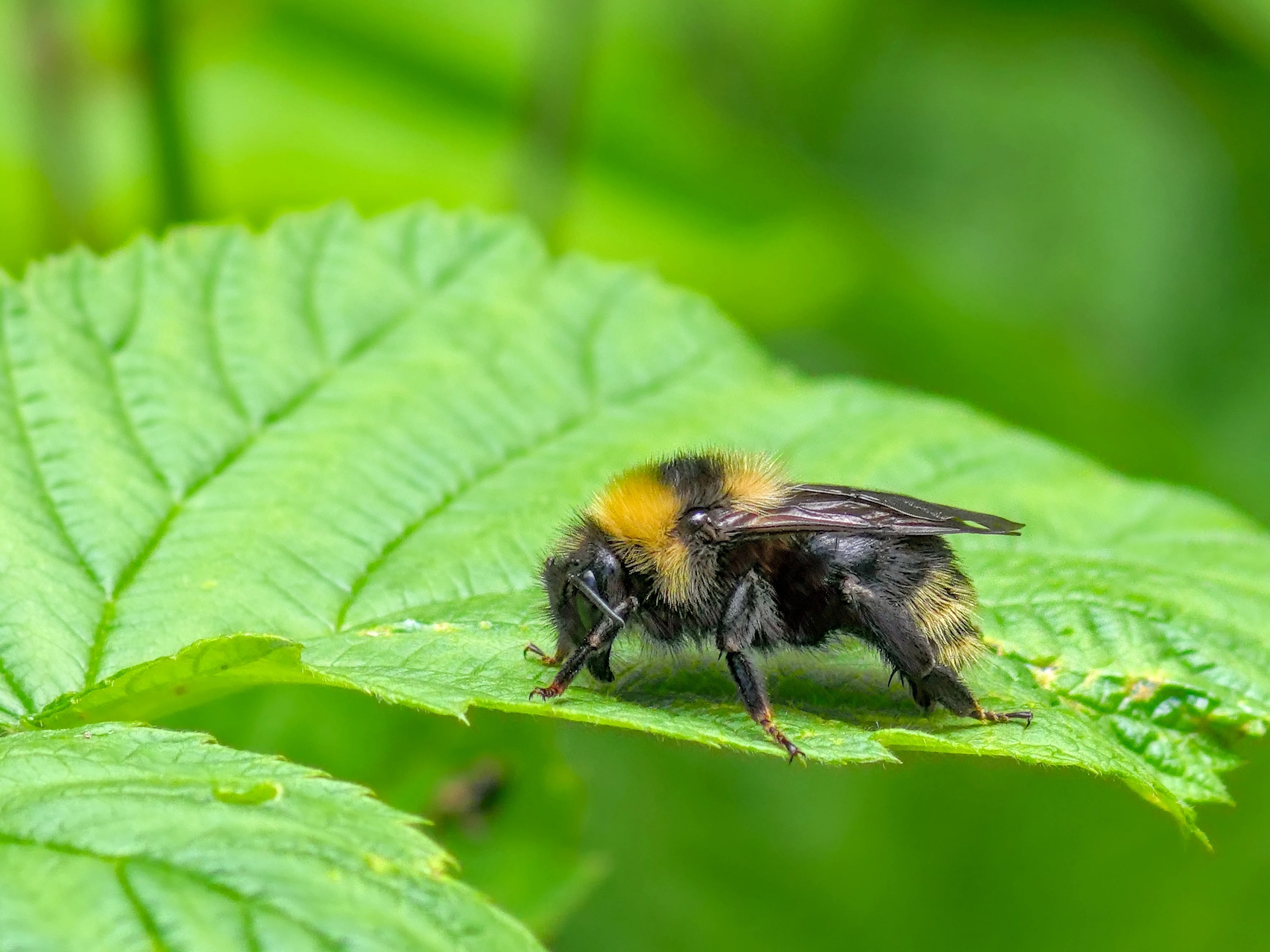 Bumblebee numbers could tumble as Britain’s heatwaves intensify