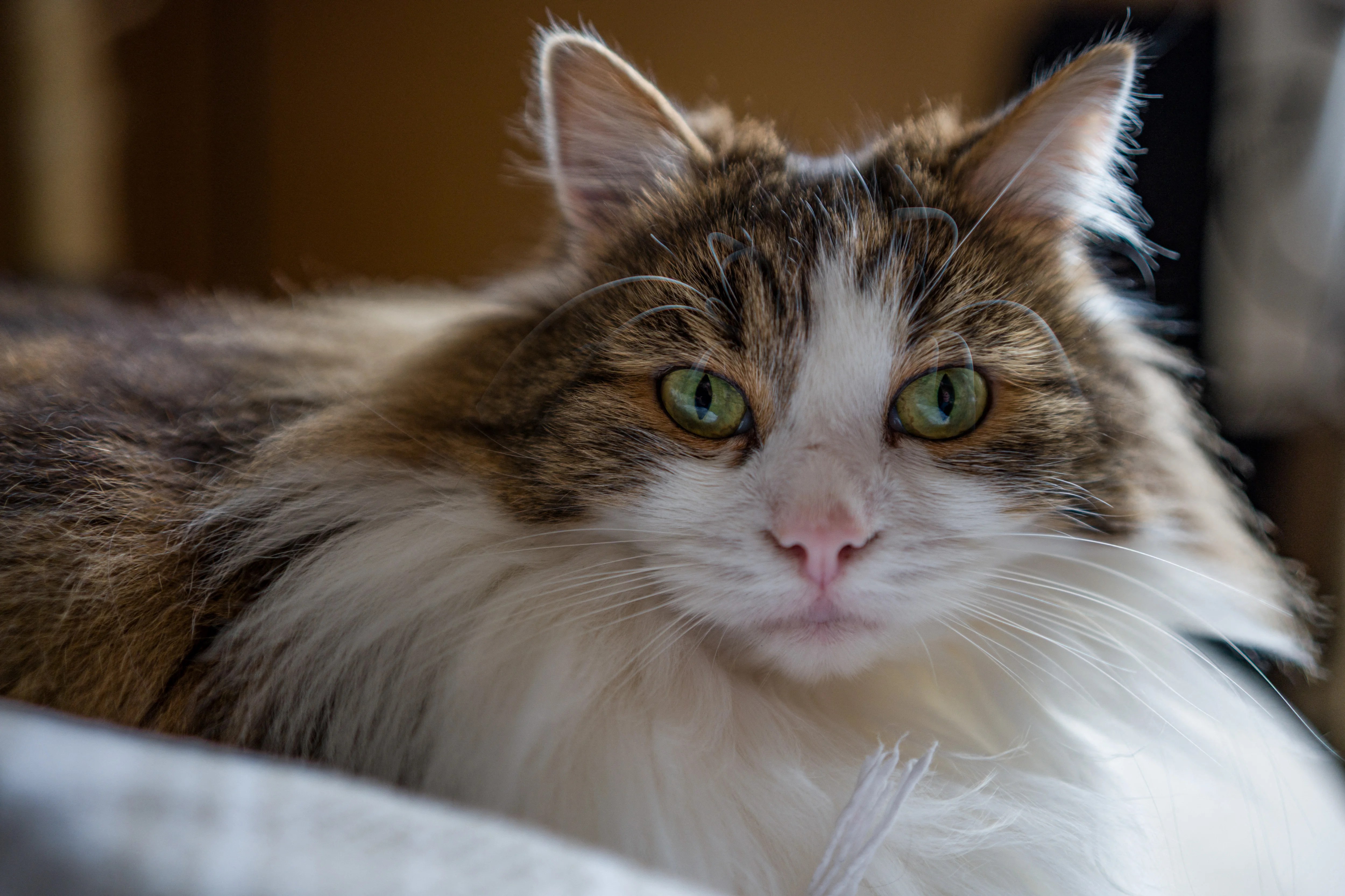 Cat owners warned that falls from windows and balconies increase in hot weather