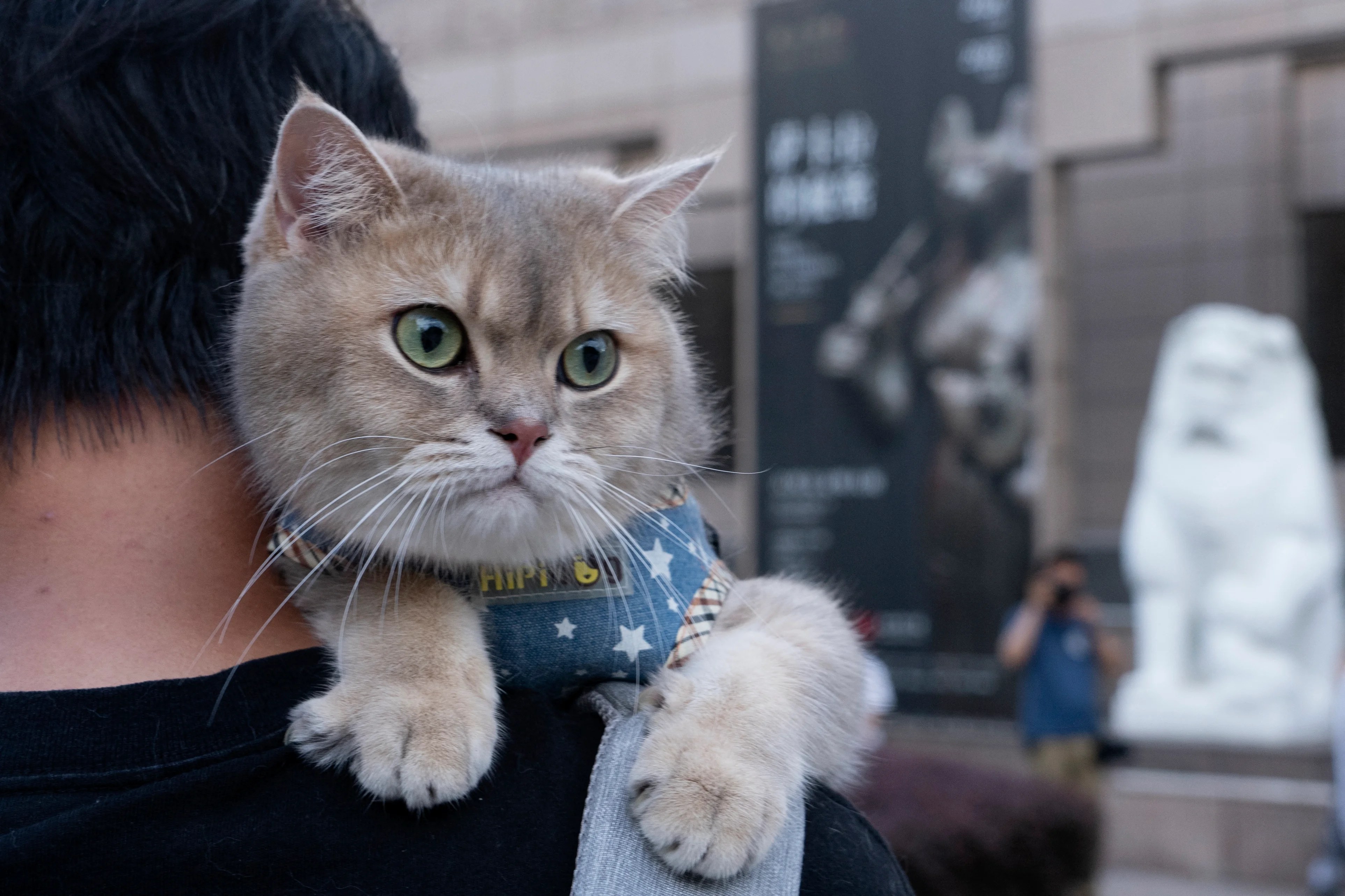 Does my cat love me? Here are four science-backed ways to tell