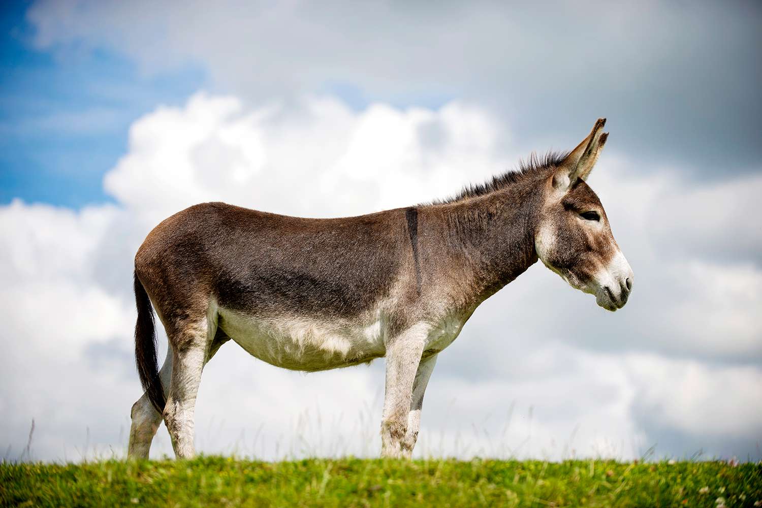 Find the perfect donkey stock photos and editorial news pictures from getty images. Donkey On The Loose In Same Rhode Island Town As Escaped Cow People Com