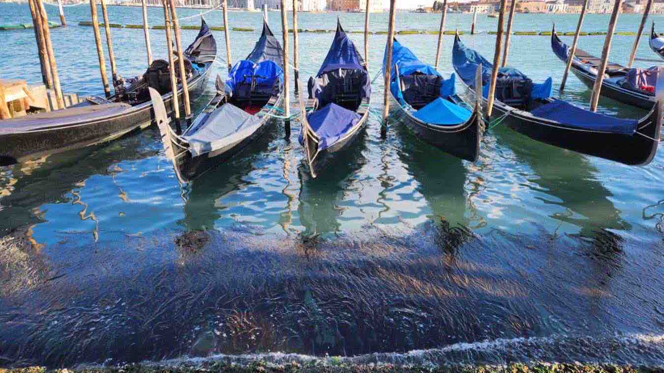 Le alghe della laguna come sostituti degli «inquinanti eterni»: la sfida di una startup veneziana per eliminare le sostanze chimiche dai tessuti