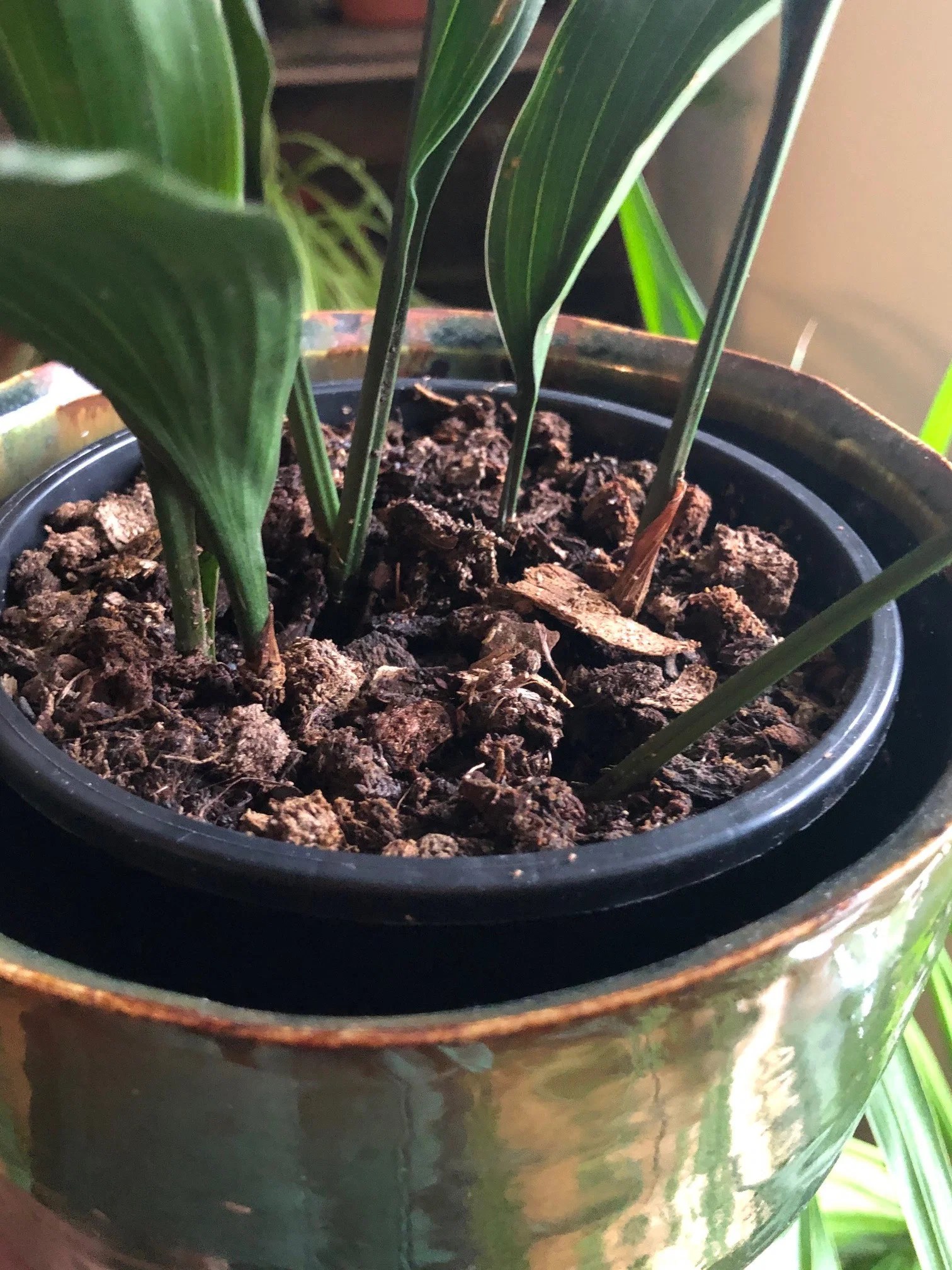 The experts at hgtv.com share tips on how to plant in rocky soil. Removing Mould From Your Houseplant Compost Forever