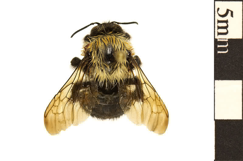 Commencez à enregistrer des gains. Bee Token Price Prediction Rheingau Com