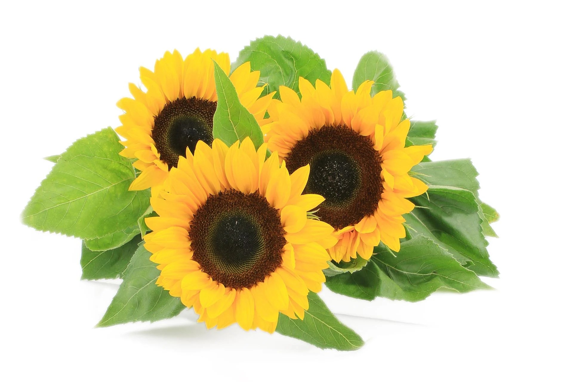 Do you feel overrun by dozens of cans filled with drips and drabs of paint you'll never use again? Acrylic Painting Learn To Paint Beautiful Sunflowers Using Acrylic Paints Easy Painting Techniques Meenakshi Muthuraman Skillshare