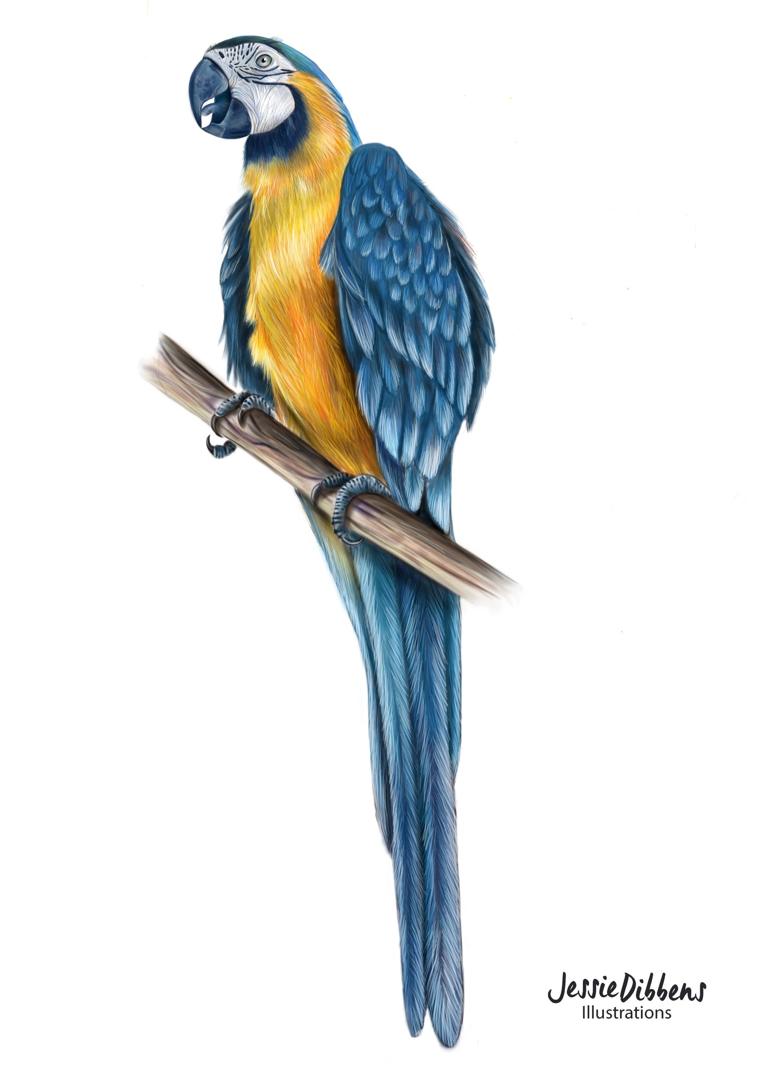 This video is about detailed sketching of parrot. Learn How To Draw Painting Birds Parrots Step By Step Digital Illustrations Jessie Dibbens Skillshare