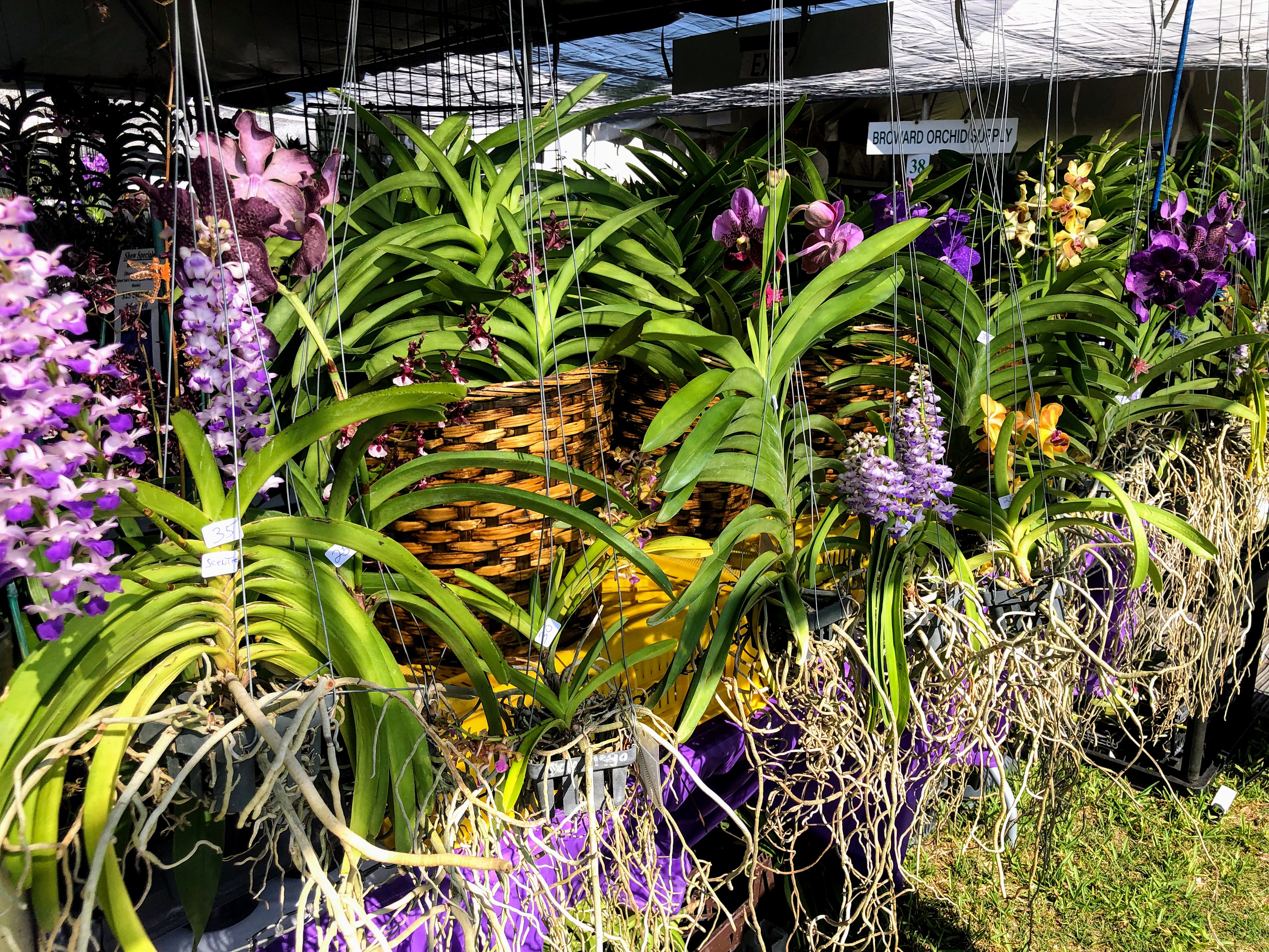 Welcome to the central florida orchid society! A Busy Day In Florida The Martha Stewart Blog