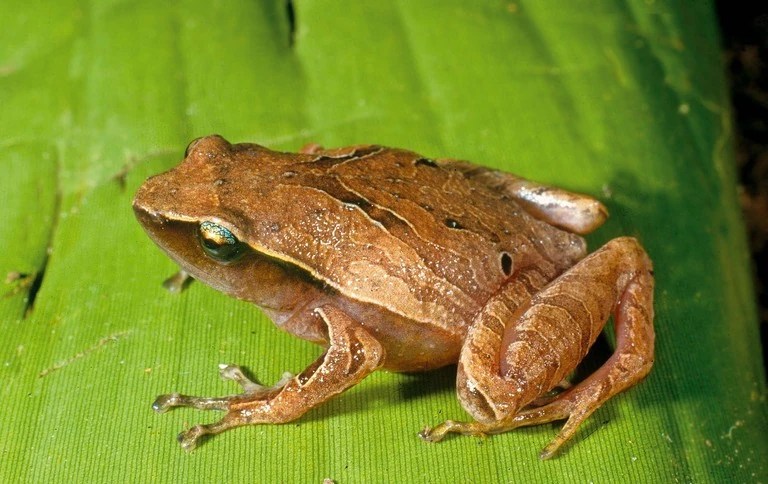 Video viral mihanika alias seorang model. Plethodontohyla Mihanika Animal Database Fandom