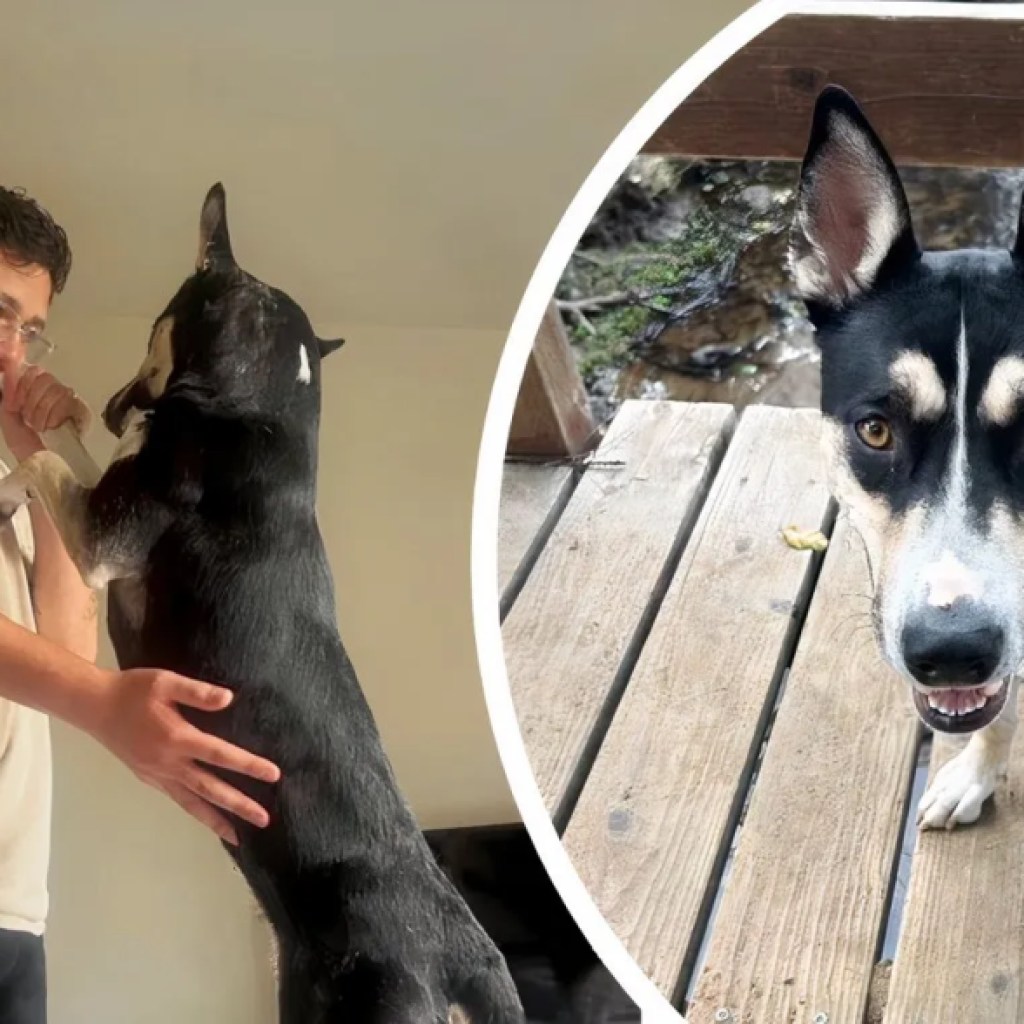 Marine Finally Reunites With His Dog After 6 Months Apart in Japan Marine Finally Reunites With His Dog After 6 Months Apart in Japan
