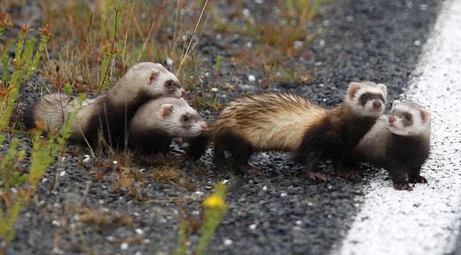 The view out my window november 01, 2020 see. Ferret family hits the road | Stuff.co.nz
