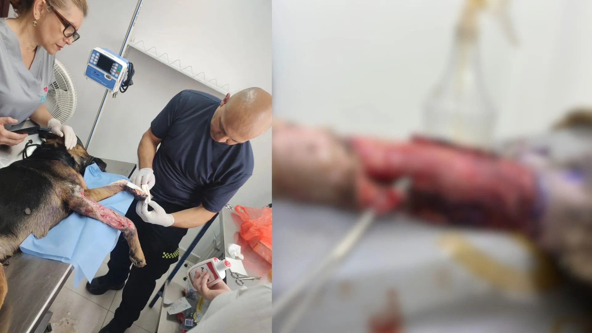 They found him surrounded by buzzards! Police rescued a puppy in a serious state of abandonment in Yotoco