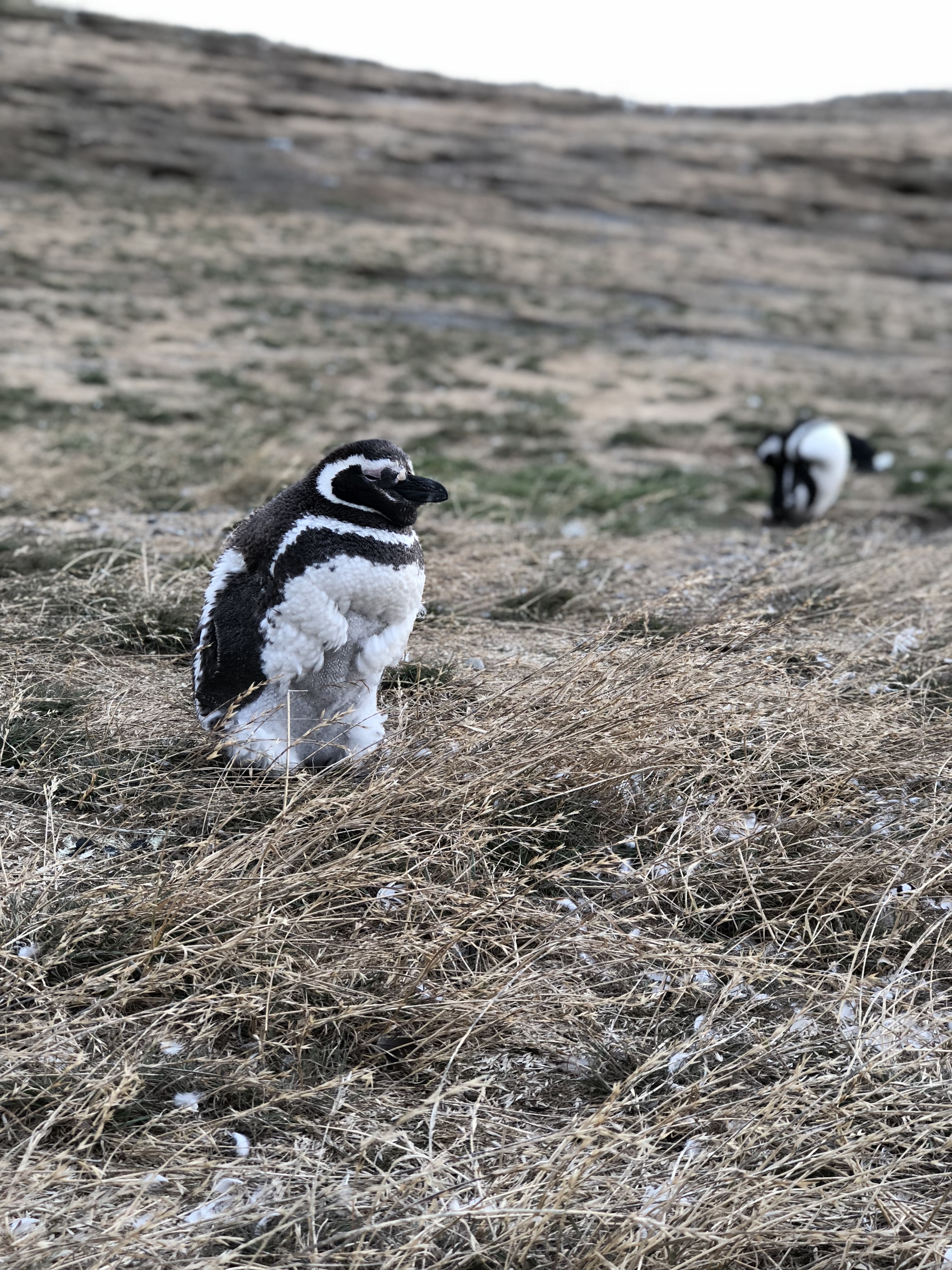 Molting penguin